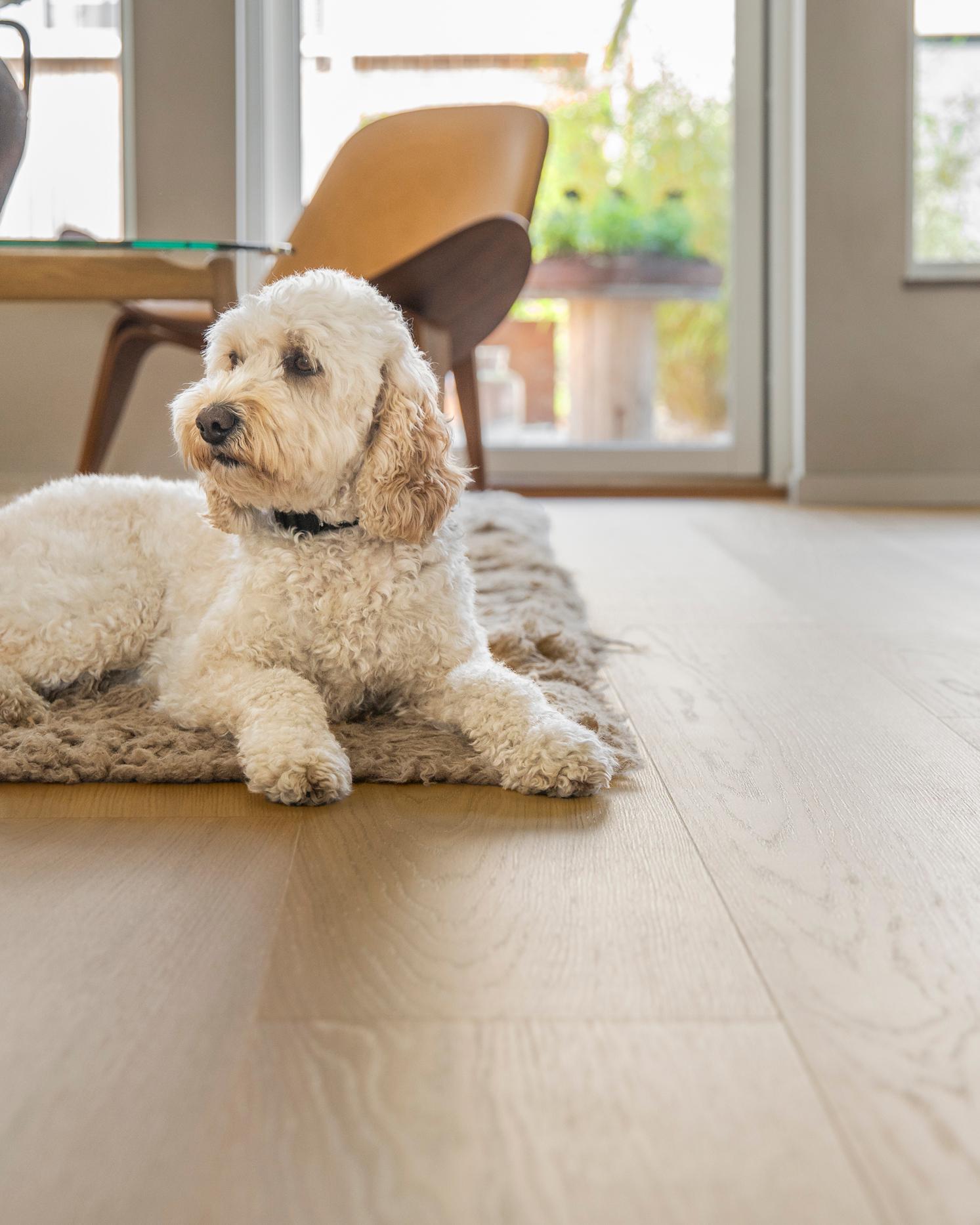 dog on floor